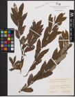 Foto von Salix cinerea L. x Salix repens L.